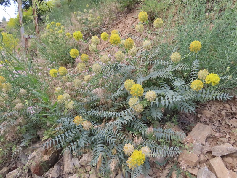 Astragalus macrocephalus photo 4