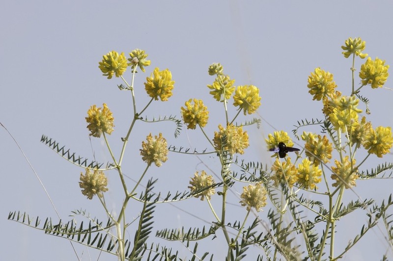 Astragalus macrocephalus photo 5