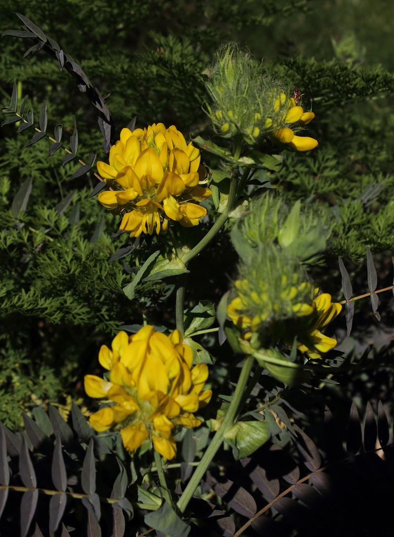Astragalus macrocephalus photo 6