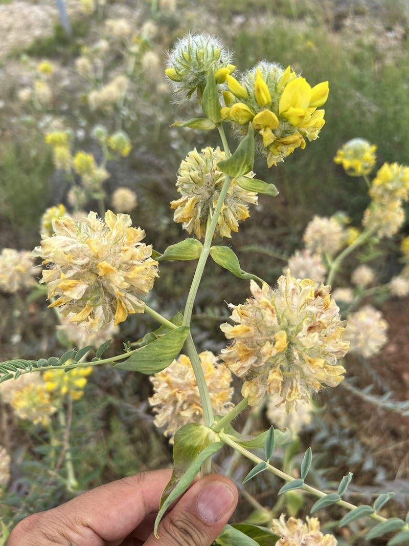 Astragalus macrocephalus photo 7