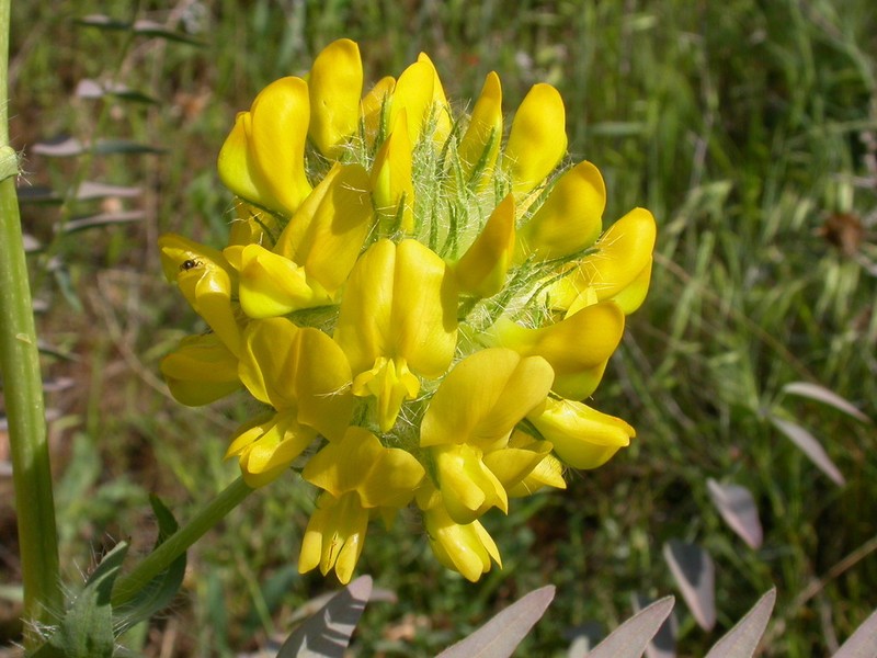 Astragalus macrocephalus photo 8
