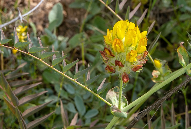 Astragalus macrocephalus subsp. cucullaris