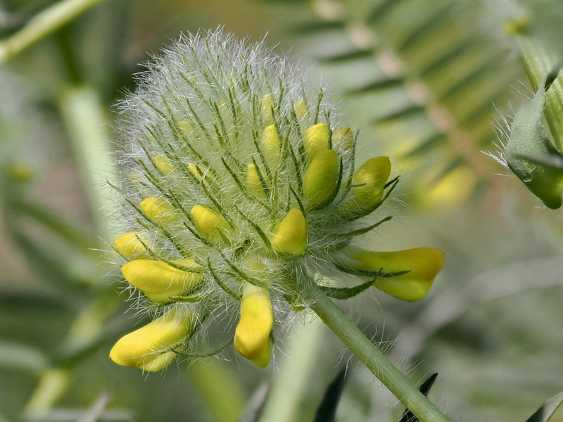 Astragalus macrocephalus subsp. finitimus