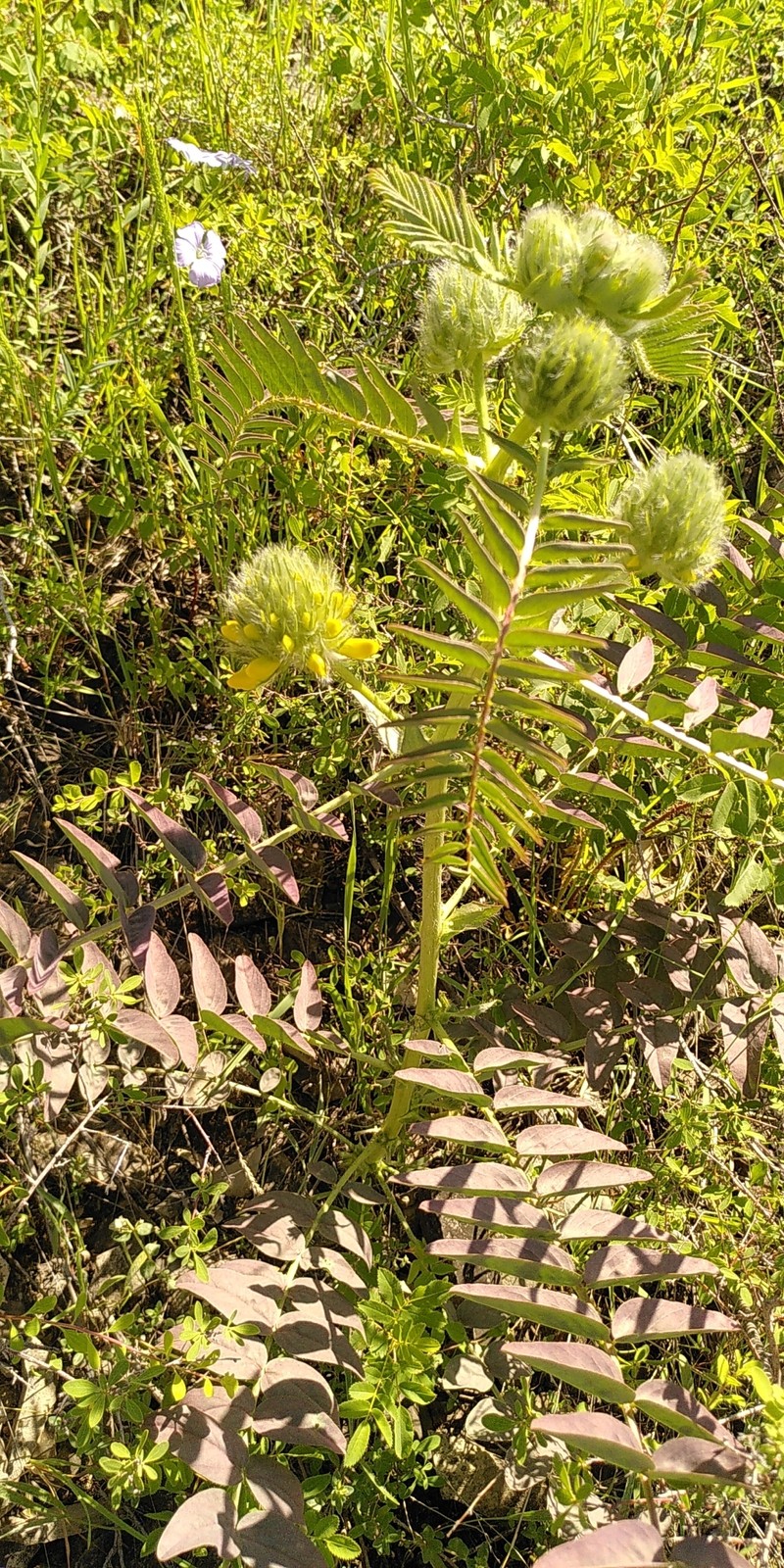 Astragalus macrocephalus subsp. finitimus photo 2