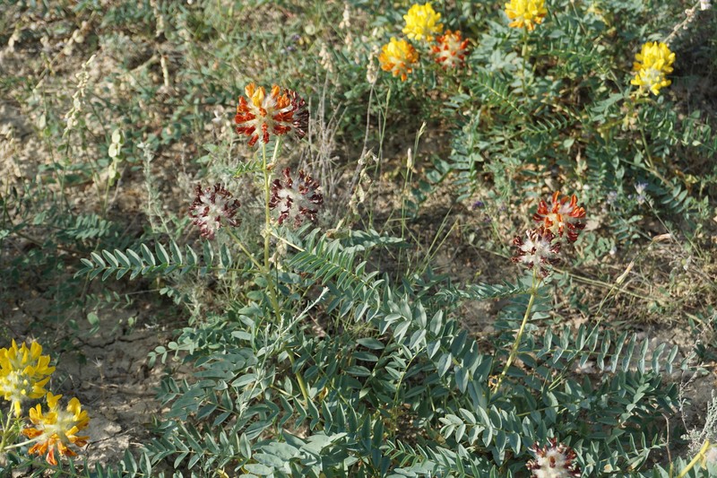 Astragalus macrocephalus subsp. finitimus photo 3