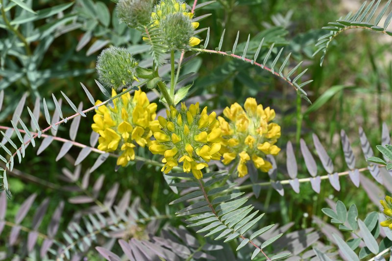 Astragalus macrocephalus subsp. finitimus photo 4