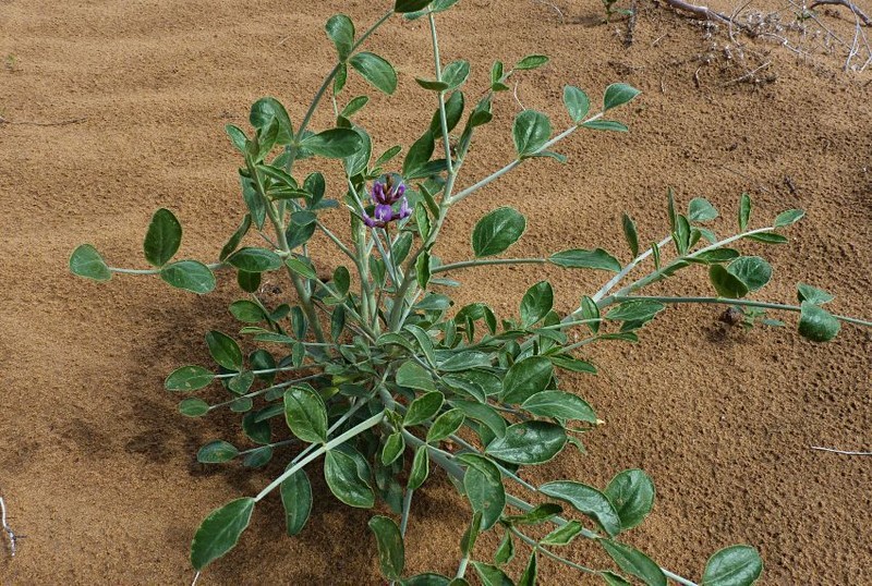 Astragalus macrocladus
