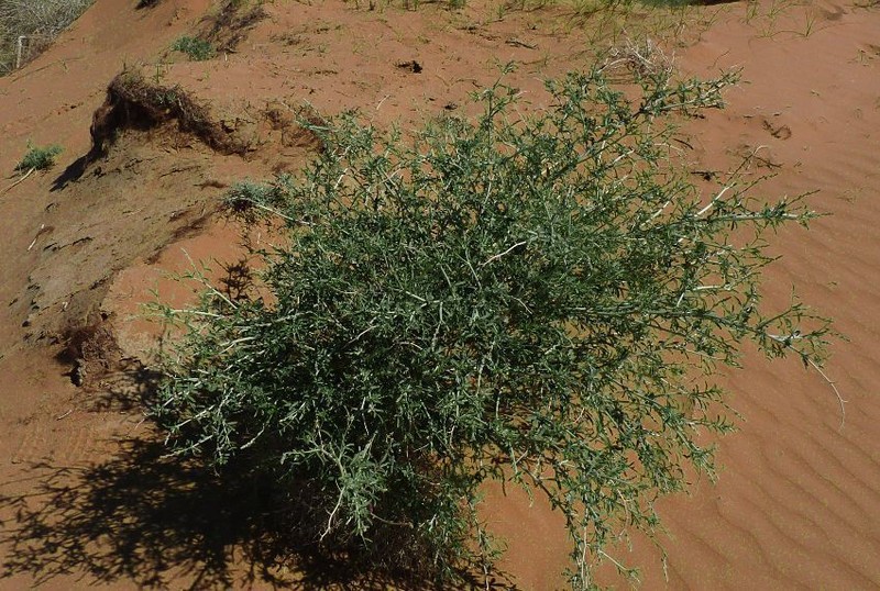 Astragalus macrocladus photo 2