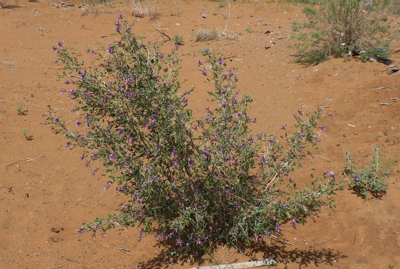 Astragalus macrocladus photo 3
