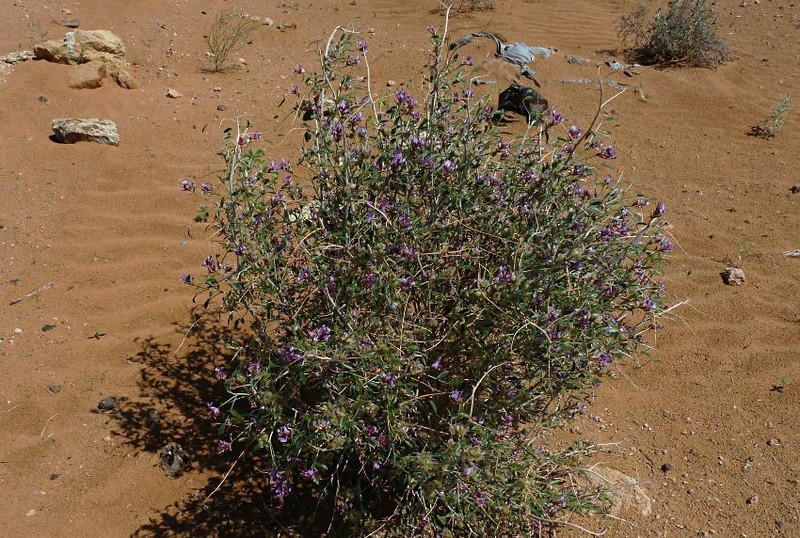 Astragalus macrocladus photo 4