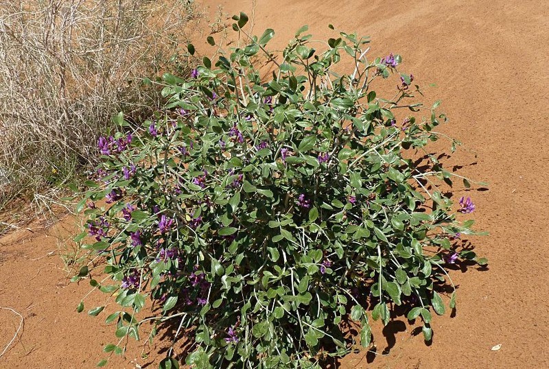 Astragalus macrocladus photo 5