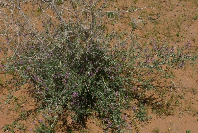 Astragalus macrocladus photo 6