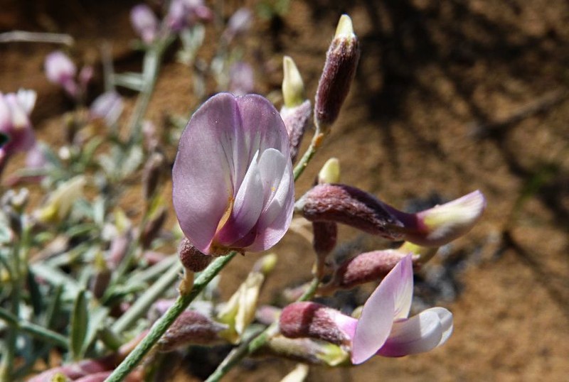 Astragalus macrocladus photo 7