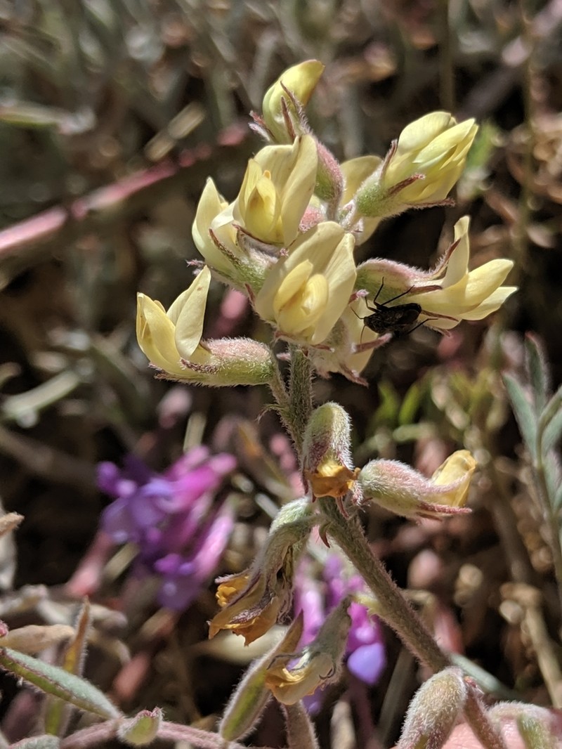 Salinas Milkvetch