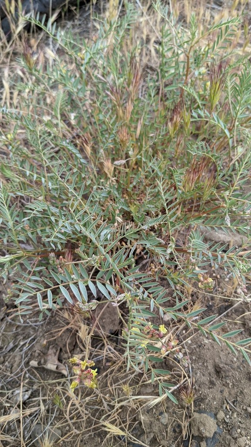 Salinas Milkvetch photo 2