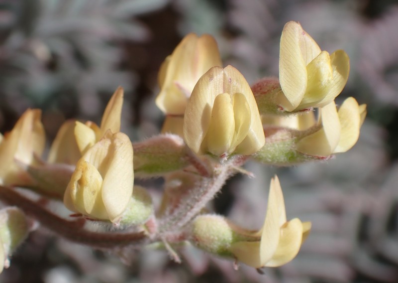 Salinas Milkvetch photo 3