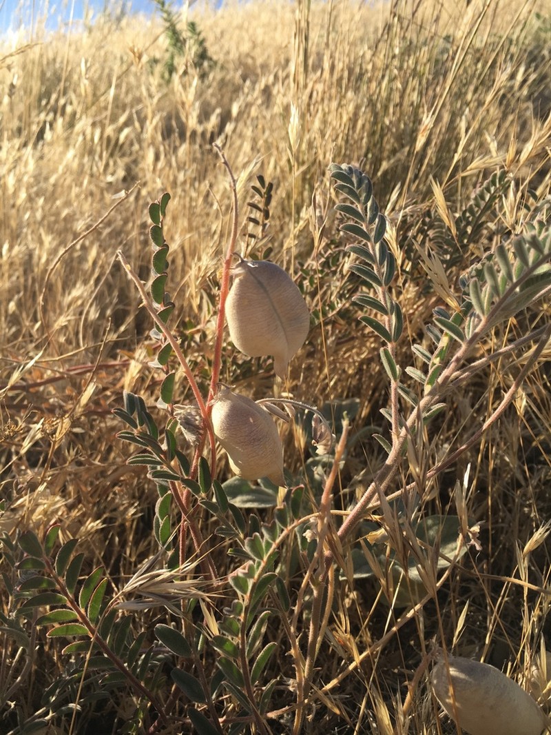 Salinas Milkvetch photo 4
