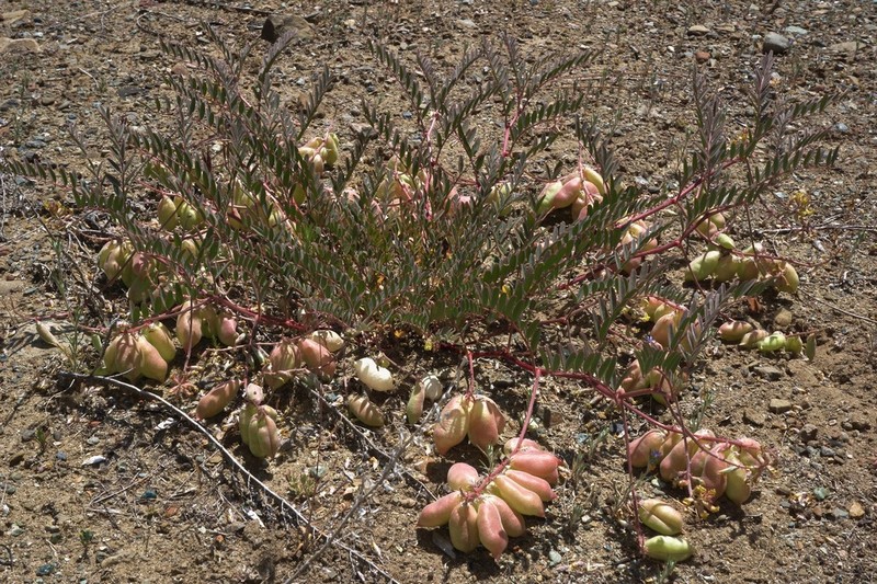 Salinas Milkvetch photo 5