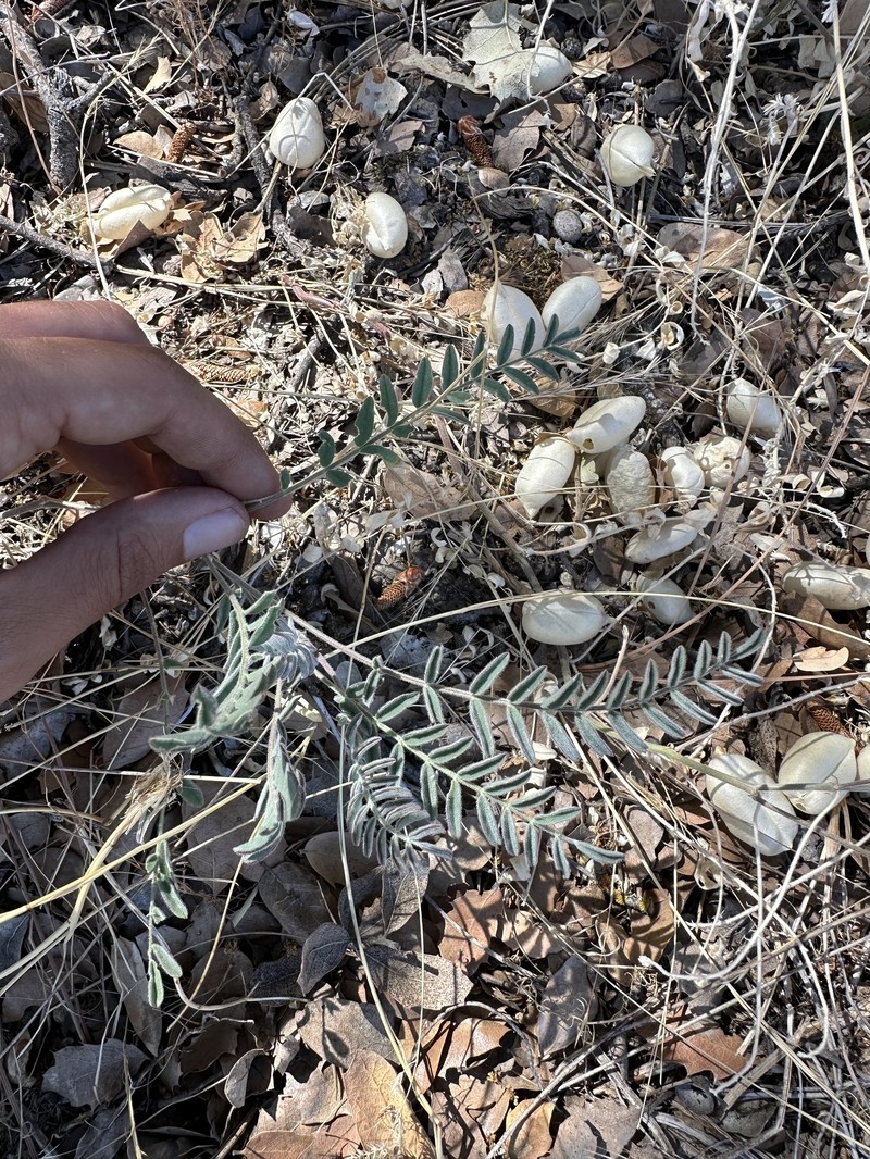 Salinas Milkvetch photo 7