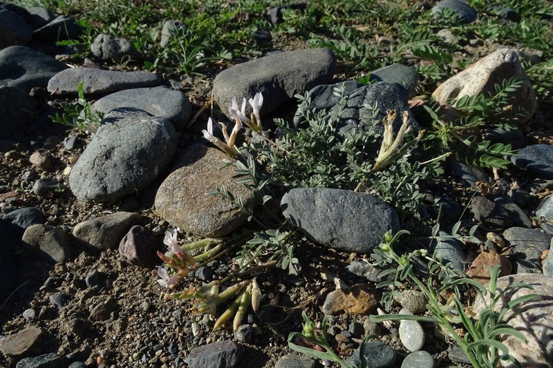 Astragalus macrolobus