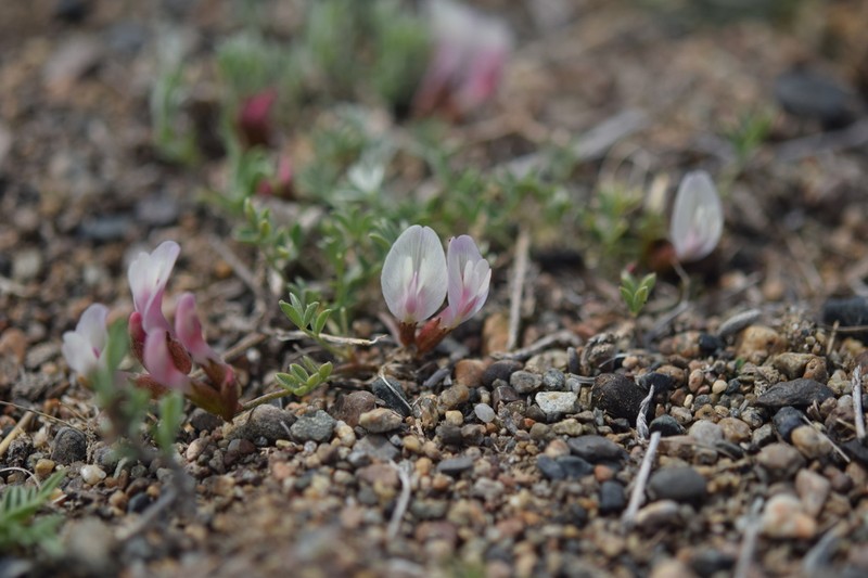 Astragalus macrolobus photo 2