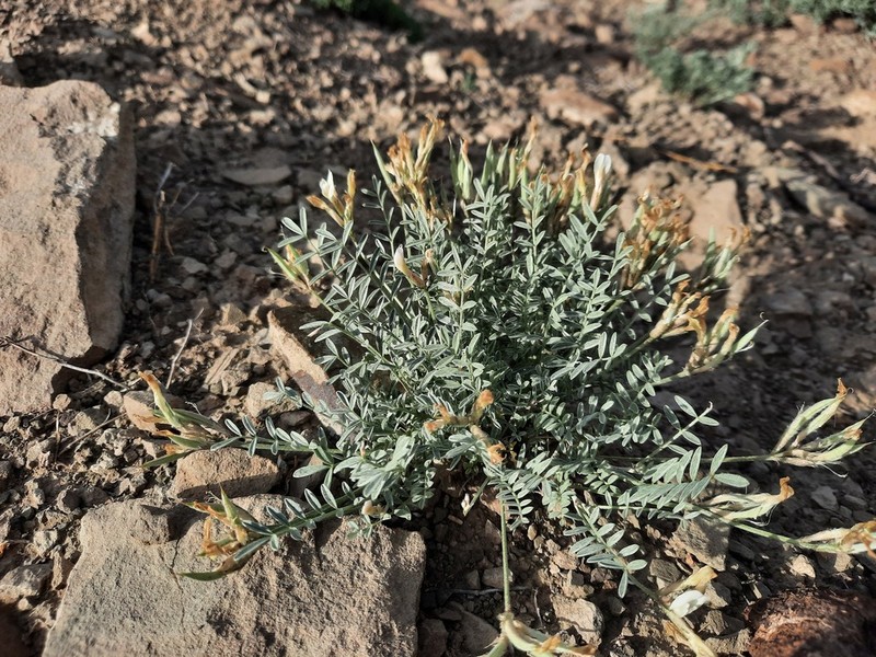 Astragalus macrolobus photo 3
