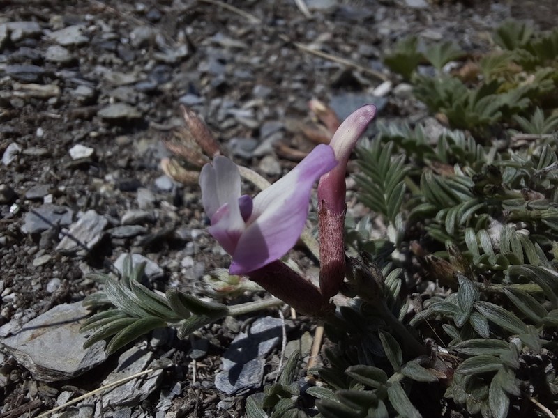 Astragalus macrolobus photo 4