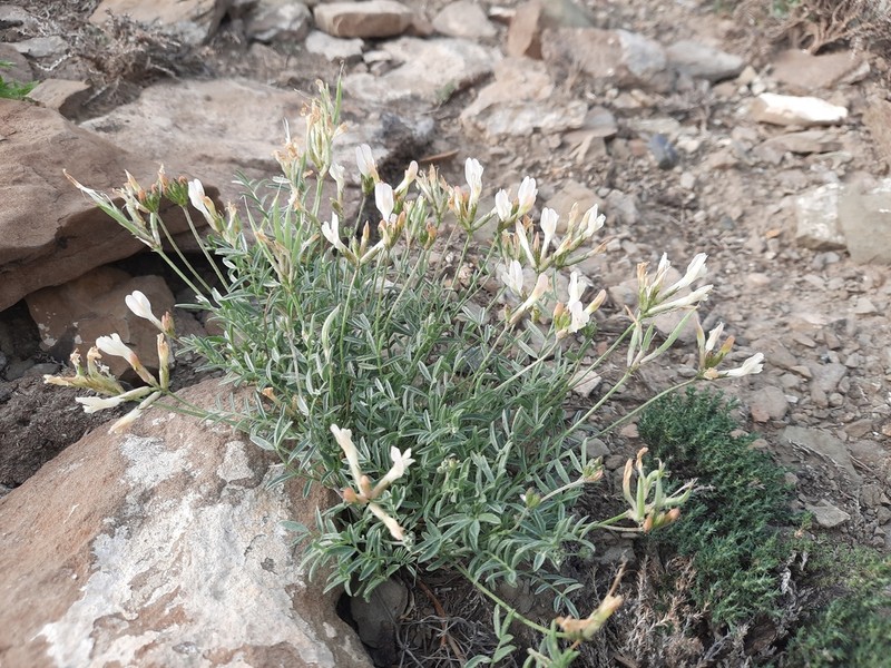 Astragalus macrolobus photo 5