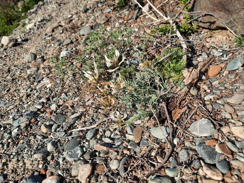 Astragalus macrolobus photo 6