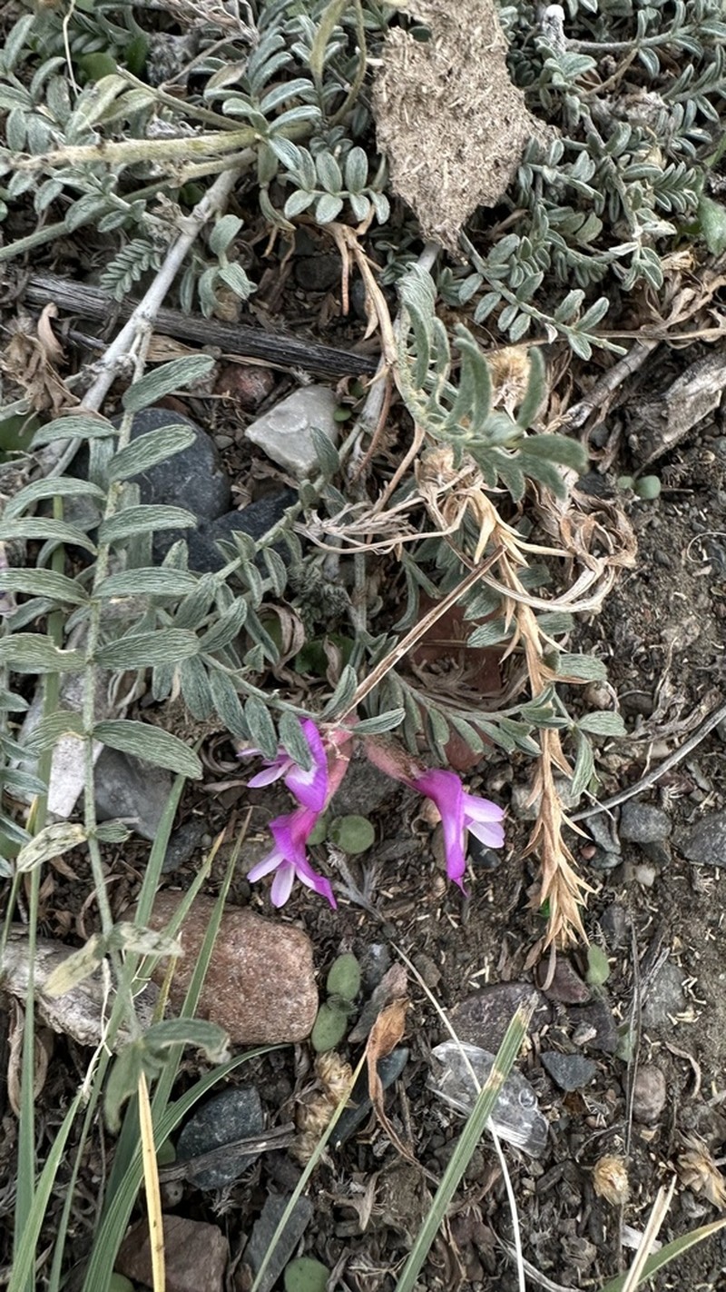 Astragalus macrolobus photo 7