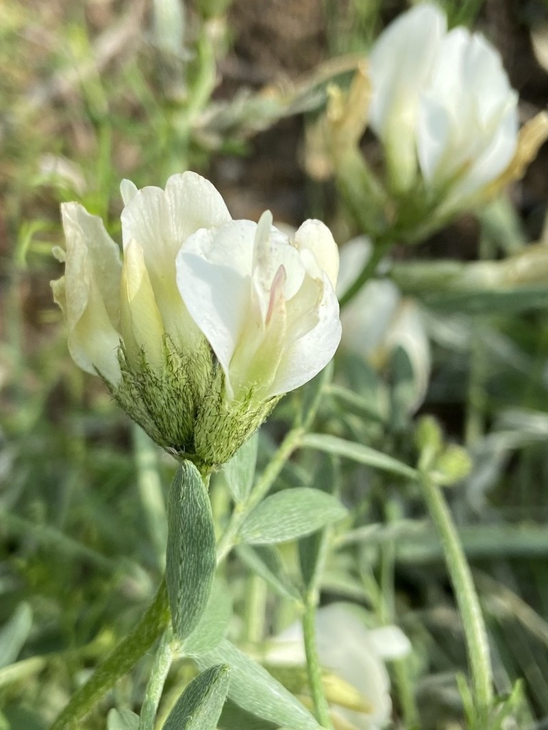 Astragalus macrolobus photo 8