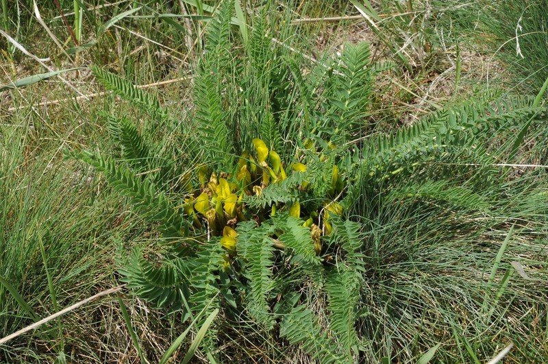 Astragalus macronyx