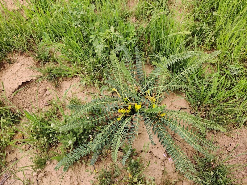 Astragalus macronyx photo 2