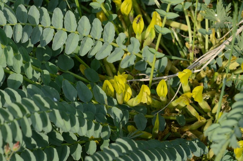 Astragalus macronyx photo 3