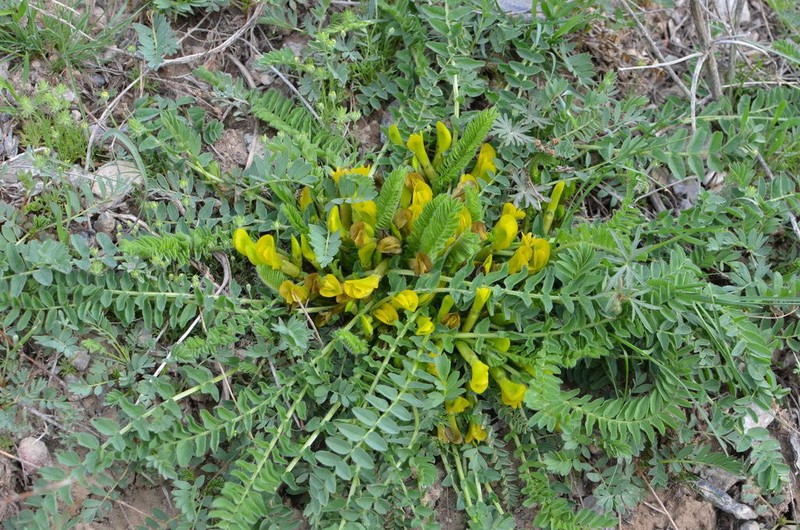 Astragalus macronyx photo 4