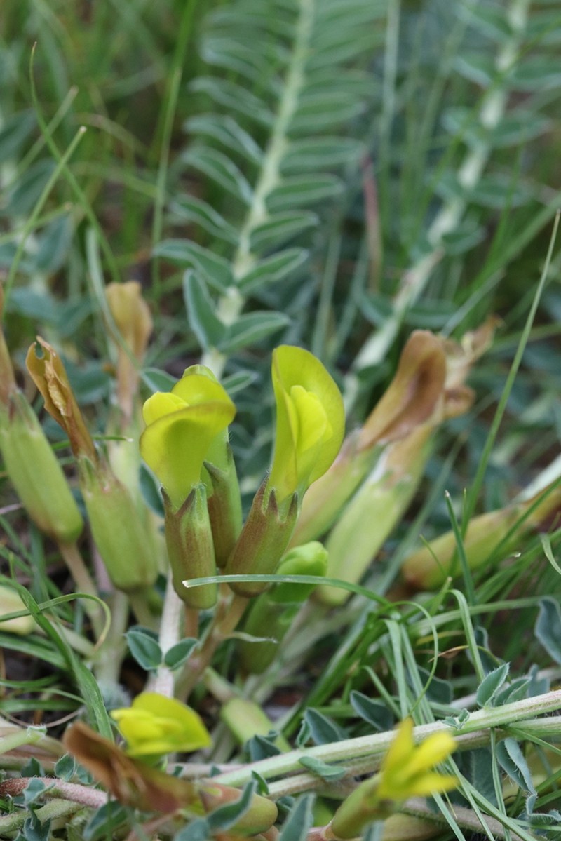 Astragalus macronyx photo 5