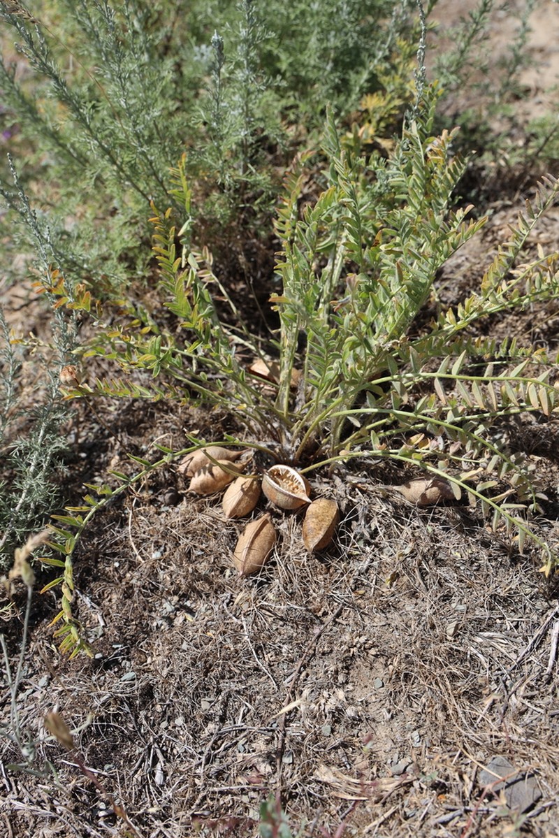 Astragalus macronyx photo 6