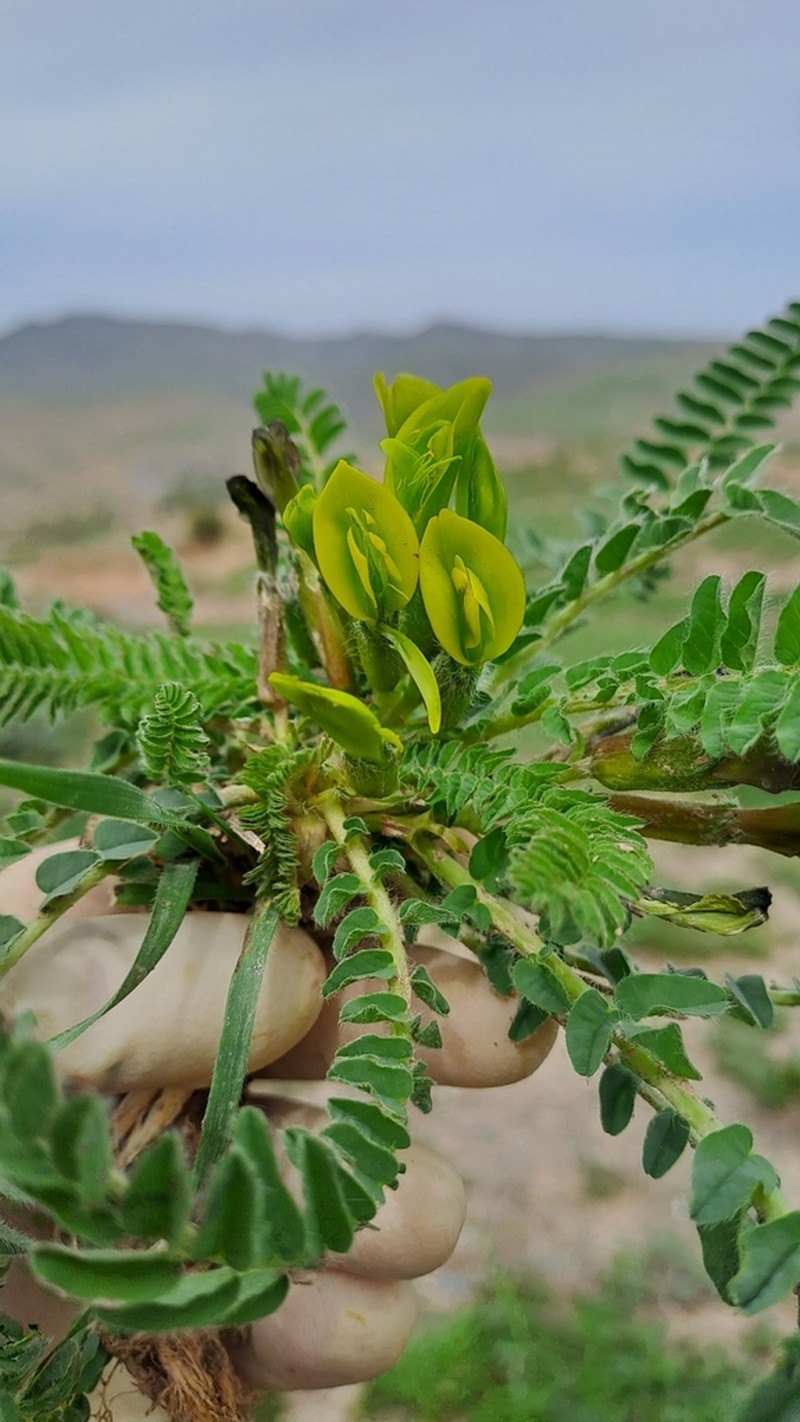 Astragalus macronyx photo 7