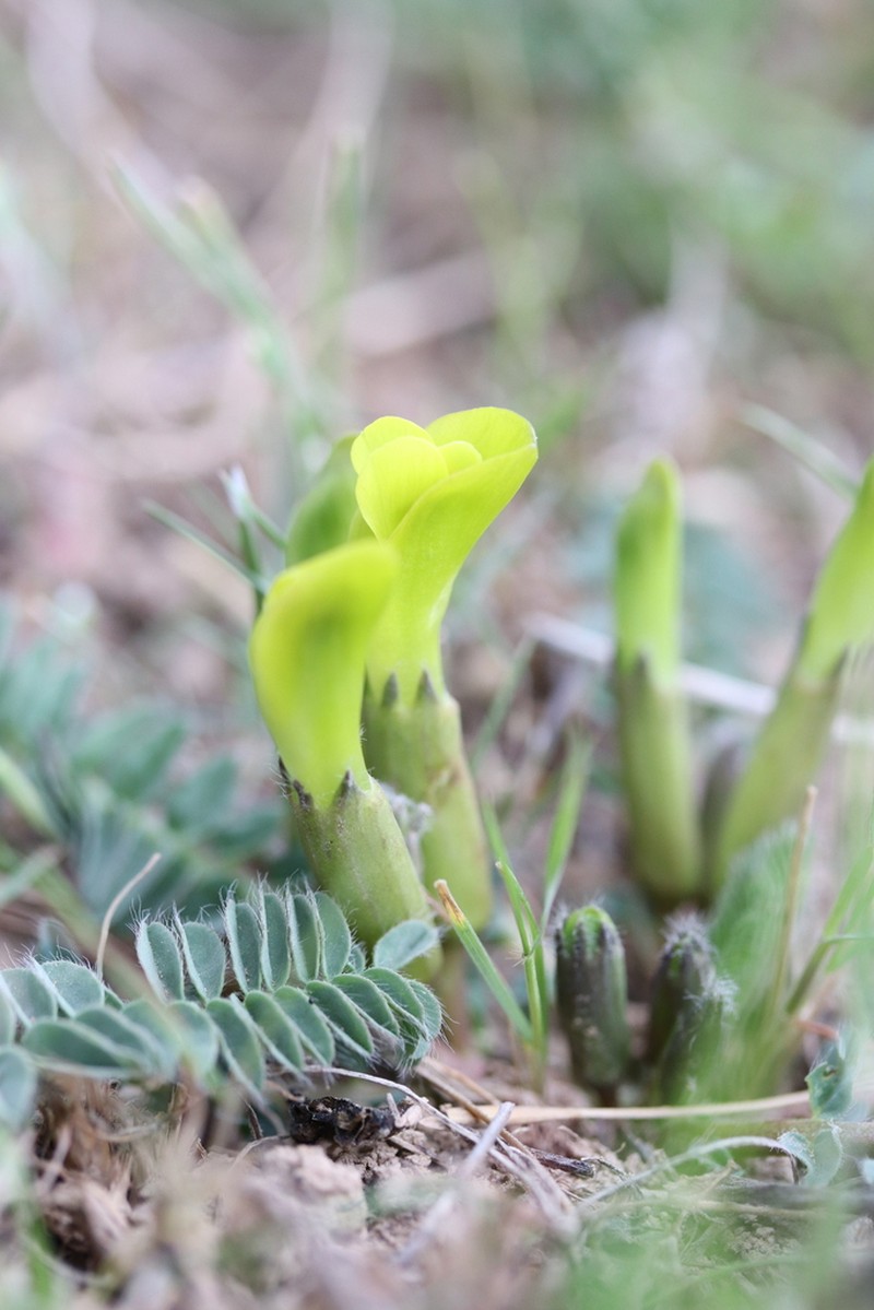 Astragalus macronyx photo 8