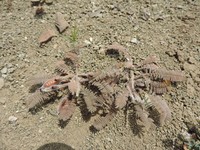 Astragalus macropelmatus
