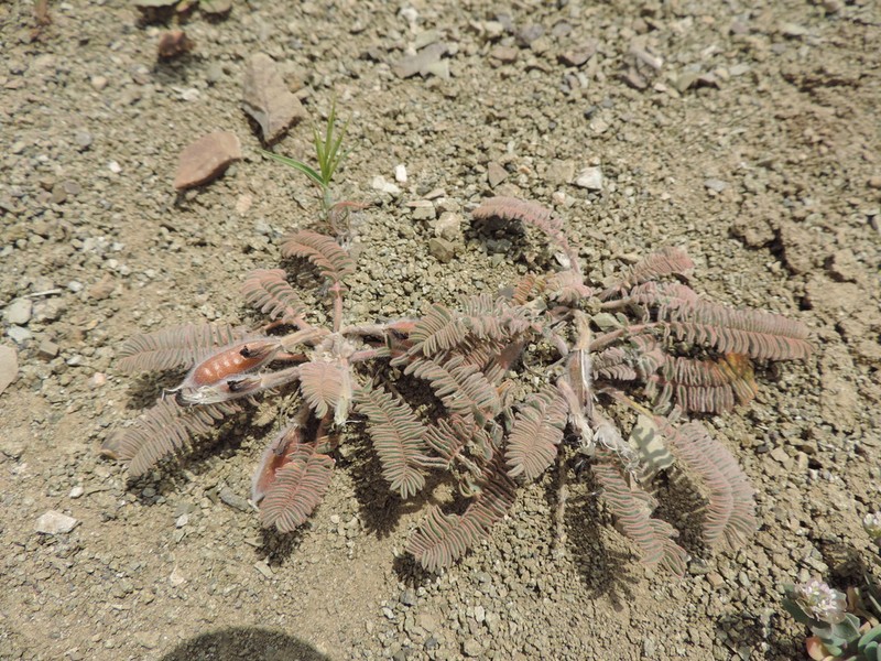 Astragalus macropelmatus
