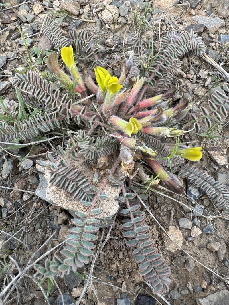 Astragalus macropelmatus photo 2