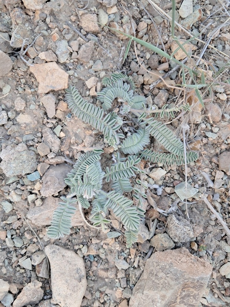 Astragalus macropelmatus photo 3