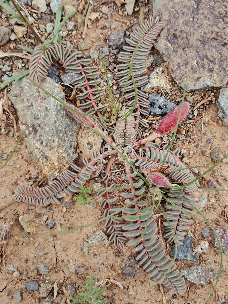 Astragalus macropelmatus photo 4