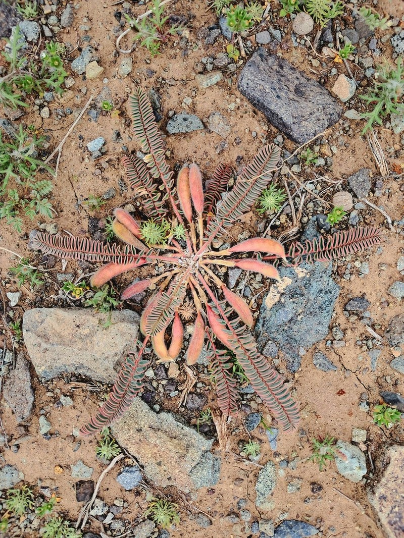 Astragalus macropelmatus photo 5
