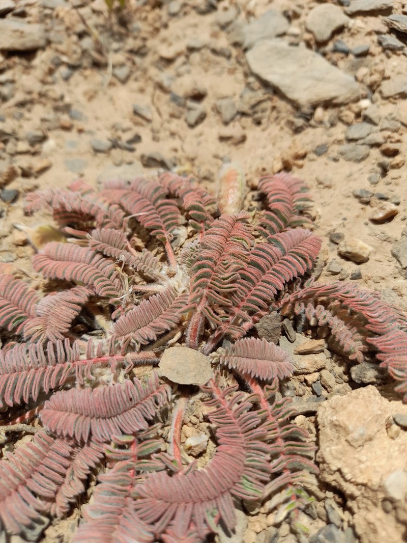 Astragalus macropelmatus photo 6
