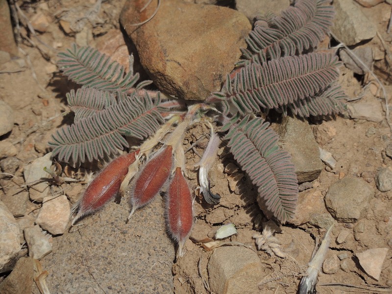 Astragalus macropelmatus photo 8