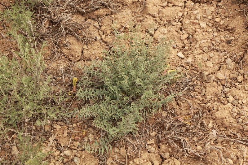 Astragalus macropetalus