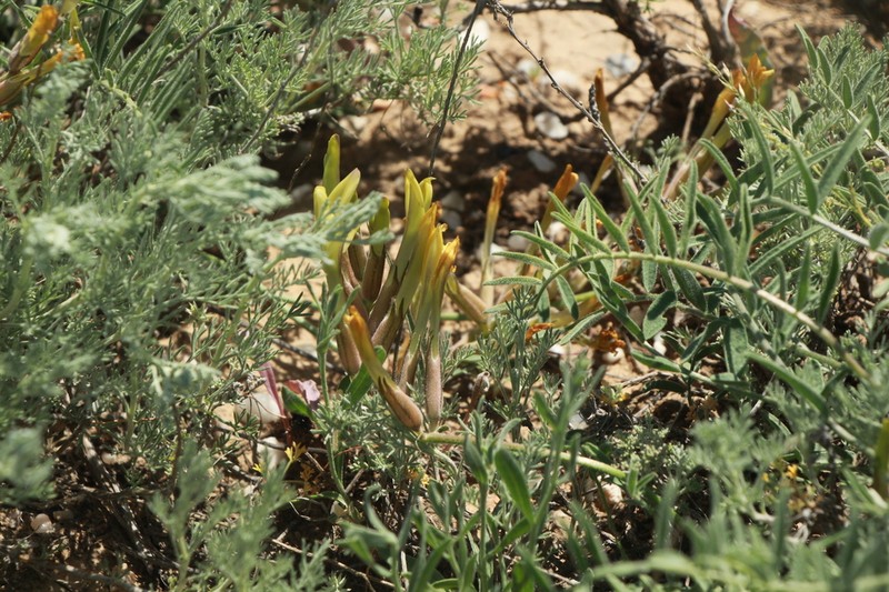 Astragalus macropetalus photo 2