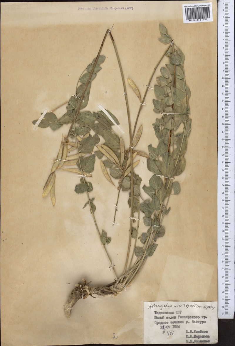 Astragalus macropodium